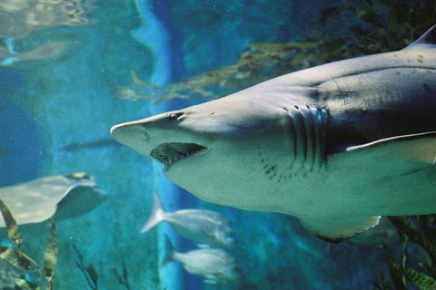 Shark Dive Experience At SEA LIFE Melbourne Aquarium - Accommodation Mount Tamborine 4