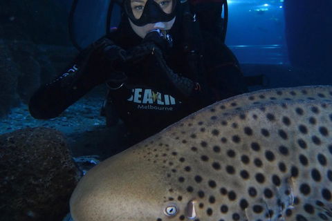 Shark Dive Experience At SEA LIFE Melbourne Aquarium - Accommodation Mount Tamborine 5