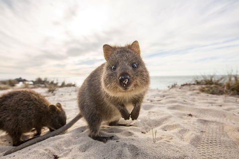 Rottnest Bayseeker Bus Tour From Hillarys Boat Harbour - Accommodation Mount Tamborine 1