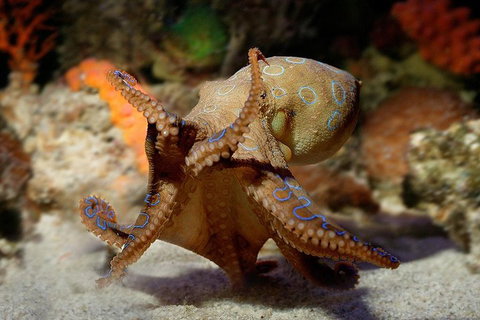 Glass Bottom Boat & Entry At AQWA - Accommodation Mount Tamborine 0