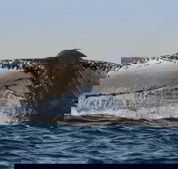 Sydney Whale-Watching Cruise Including Lunch or Breakfast - Accommodation Mount Tamborine
