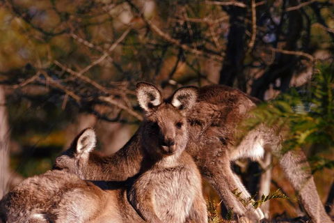 Wild Australian Wildlife 4WD Tour From Sydney - Accommodation Mount Tamborine 3