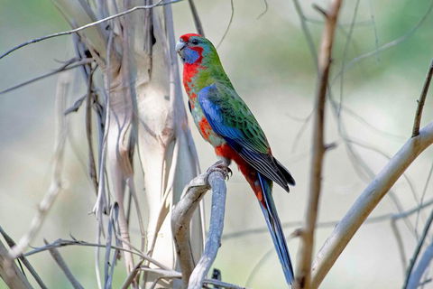 Wild Australian Wildlife 4WD Tour From Sydney - Accommodation Mount Tamborine 5