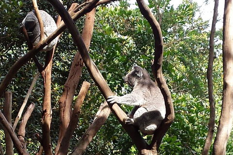 Small-Group Blue Mountains Tour With Bush Walks And Featherdale Wildlife Park - Accommodation Mount Tamborine 5