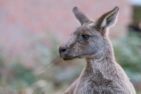 Grampians National Park With Kangaroos And MacKenzie Falls From Melbourne - Accommodation Mount Tamborine 0