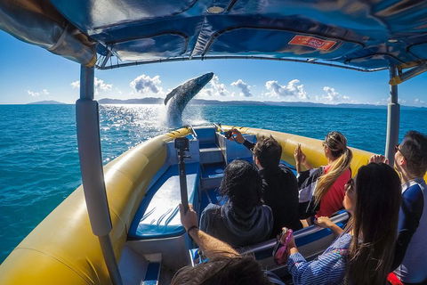 Ocean Rafting Tour To Whitehaven Beach, Hill Inlet Lookout & Top Snorkel Spots - Accommodation Mount Tamborine 4