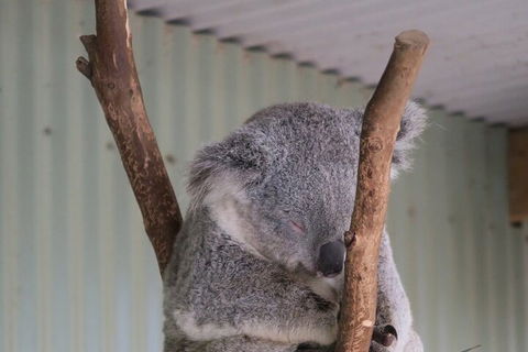 Featherdale Wildlife Park General Admission - Accommodation Mount Tamborine 3