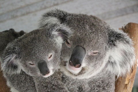 Featherdale Wildlife Park General Admission - Accommodation Mount Tamborine 4