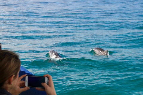Julian Rocks Byron Bay Cruise - Accommodation Mount Tamborine 1