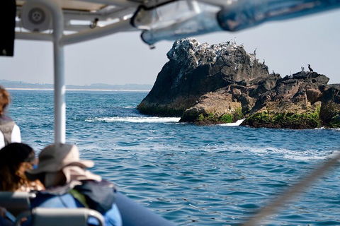 Julian Rocks Byron Bay Cruise - Accommodation Mount Tamborine 2