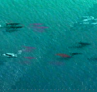 40-45 Minute Port Stephens and Stockton Beach Helicopter Flight - For 2 - Accommodation Mount Tamborine