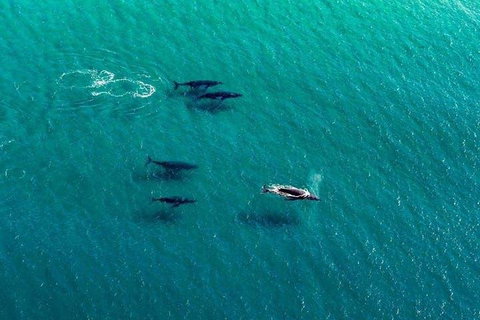 40-45 Minute Port Stephens And Stockton Beach Helicopter Flight - For 2 - Accommodation Mount Tamborine 0