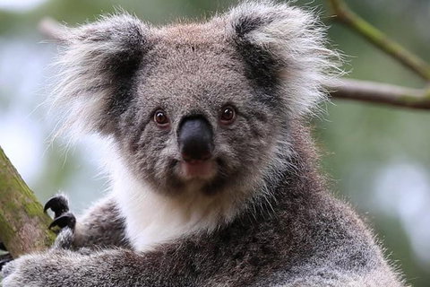 Melbourne's Jewish Scene - Accommodation Mount Tamborine 1