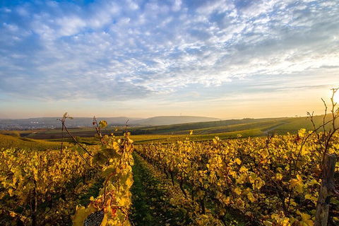 Wine Tours Sydney - Southern Highlands Day Escape, Full Day Wine Tasting Tour - Accommodation Mount Tamborine 1