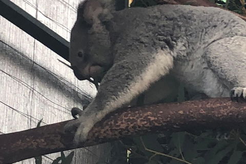 Perth Hills - Wildlife, Art & Gastronomy - Accommodation Mount Tamborine 3