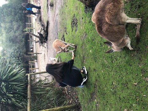 Perth Hills - Wildlife, Art & Gastronomy - Accommodation Mount Tamborine 4