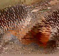Puffing Billy And Healesville Sanctuary Scenic Tour - Accommodation Mount Tamborine
