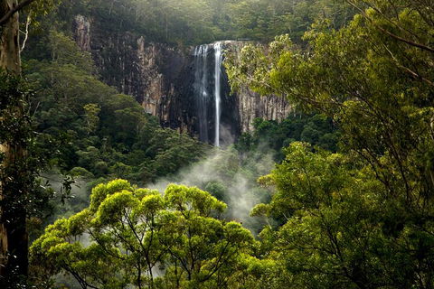 Hinterland Magic & Glow-worm Experience - Accommodation Mount Tamborine 4