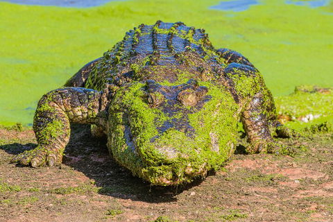 3 In 1 Tour: Matsoâ€™s Brewery, Broome Museum & Malcolm Douglas Crocodile Park - Accommodation Mount Tamborine 4