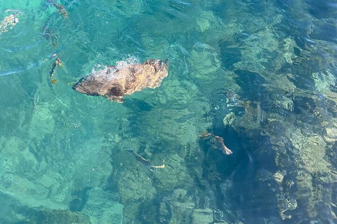 Aquascene Magnetic Island Discovery Tour - Accommodation Mount Tamborine 1