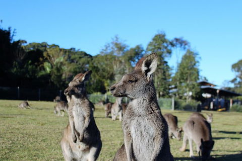 Royal National Park Tour - Accommodation Mount Tamborine 2