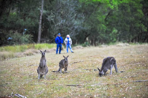Blue Mountains Private Tour From Sydney - Accommodation Mount Tamborine 2