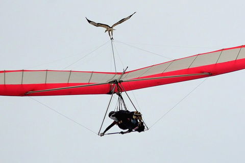 Hang Gliding With HangglideOz - Accommodation Mount Tamborine 0