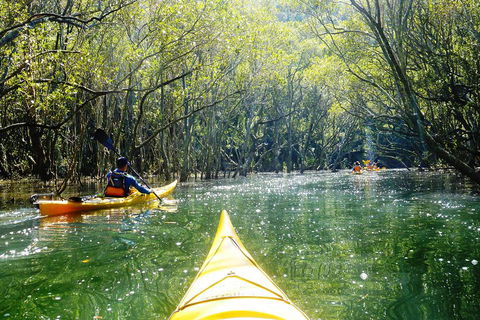Middle Harbour Mangrove Explorer - Accommodation Mount Tamborine 0
