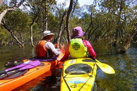 Middle Harbour Mangrove Explorer - Accommodation Mount Tamborine 3