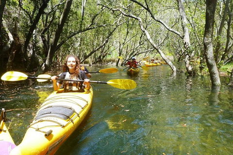 Middle Harbour Mangrove Explorer - Accommodation Mount Tamborine 4