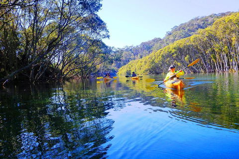 Middle Harbour Mangrove Explorer - Accommodation Mount Tamborine 5