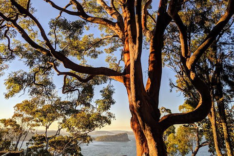 Manly & Sydney's Northern Beaches With 'Personalised Sydney Tours' - Accommodation Mount Tamborine 4