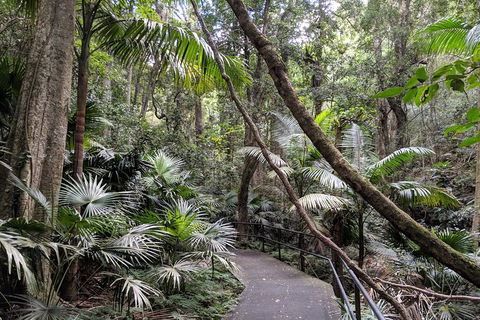 Erupting Blowholes And Ancient Rainforests With 'Personalised Sydney Tours' - Accommodation Mount Tamborine 2