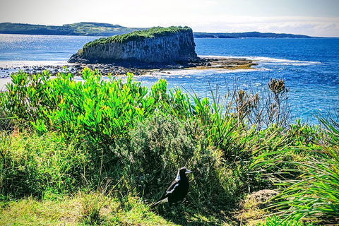 Erupting Blowholes And Ancient Rainforests With 'Personalised Sydney Tours' - Accommodation Mount Tamborine 3