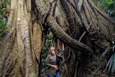 Erupting Blowholes And Ancient Rainforests With 'Personalised Sydney Tours' - Accommodation Mount Tamborine 4