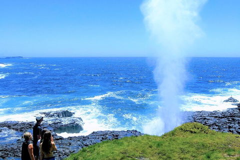 Erupting Blowholes And Ancient Rainforests With 'Personalised Sydney Tours' - Accommodation Mount Tamborine 5