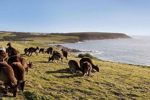 Kangaroo Island Personal Group Tours - Accommodation Mount Tamborine 0