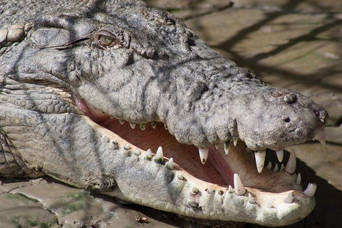 Whitsunday Crocodile Safari Including Lunch - Accommodation Mount Tamborine 1