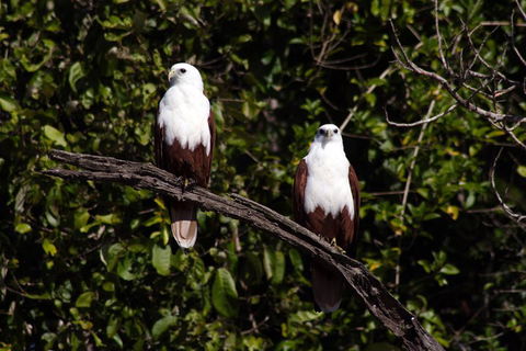 Whitsunday Crocodile Safari Including Lunch - Accommodation Mount Tamborine 2