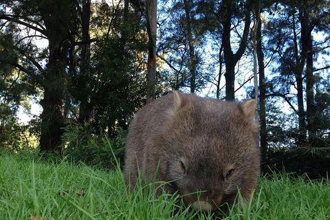 From The Mountains To The Bay - 4 Day Rediscovery Private Tour - Accommodation Mount Tamborine 5