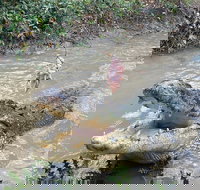 Top End Waterfalls and Wetlands - Accommodation Mount Tamborine