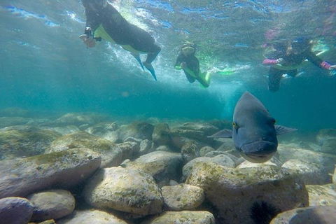 Manly And Shelly Beach Snorkeling Tour - Accommodation Mount Tamborine 0