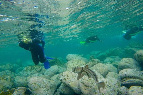 Manly And Shelly Beach Snorkeling Tour - Accommodation Mount Tamborine 1