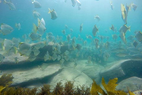 Manly And Shelly Beach Snorkeling Tour - Accommodation Mount Tamborine 2