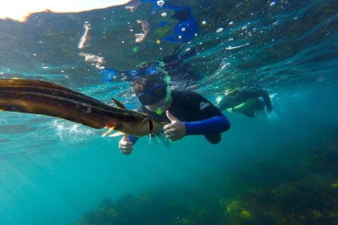 Manly And Shelly Beach Snorkeling Tour - Accommodation Mount Tamborine 3