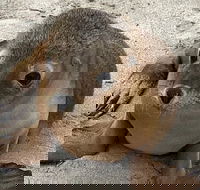 Kangaroo Island Scenic Trail Tour - Accommodation Mount Tamborine