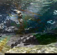 SEA LIFE Sydney Aquarium Entrance Ticket - Accommodation Mount Tamborine
