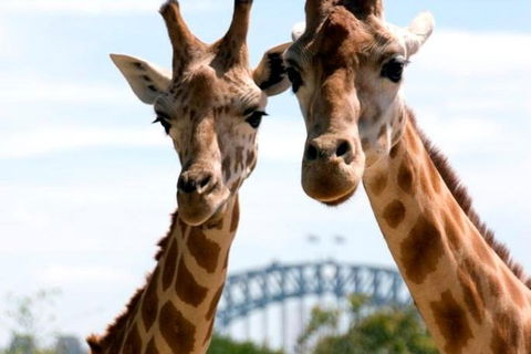 Sydney Harbour Ferry With Taronga Zoo Entry Ticket - Accommodation Mount Tamborine 1