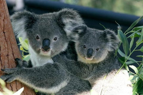 Sydney Harbour Ferry With Taronga Zoo Entry Ticket - Accommodation Mount Tamborine 3