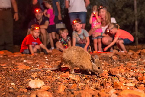 Alice Springs Desert Park Nocturnal Tour - Accommodation Mount Tamborine 1